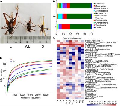 Gut bacteria reflect the adaptation of Diestrammena japanica (Orthoptera: Rhaphidophoridae) to the cave